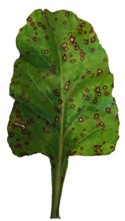 Cercospora